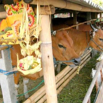 Memahami Makna Tumpek Kandang dalam Tradisi Hindu