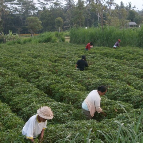 Bunga Guliang, Distribusinya Pengaruhi Harga Pasar