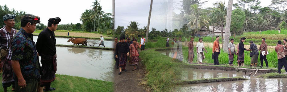 Senator Arya Wedakarna Kagumi Obyek Wisata Sawah di Guliang Kangin